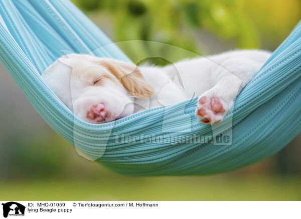 liegender Beagle Welpe / lying Beagle puppy / MHO-01059