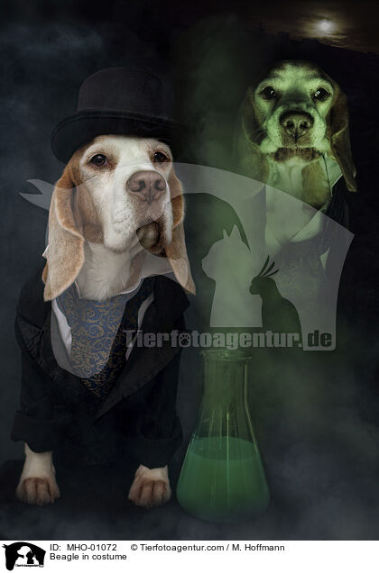Beagle im Kostm / Beagle in costume / MHO-01072