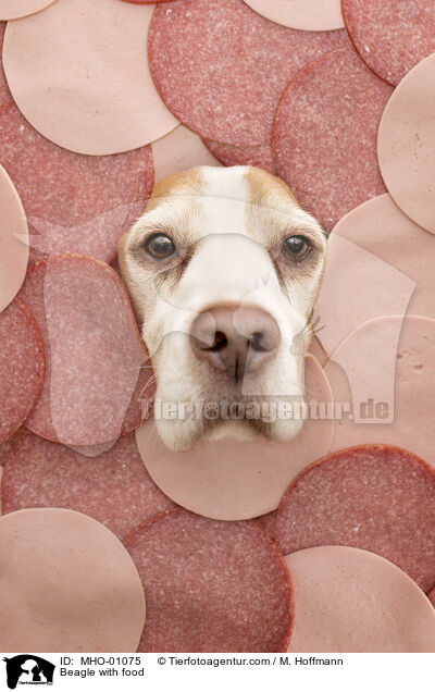 Beagle mit Lebensmittel / Beagle with food / MHO-01075