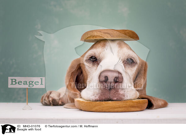 Beagle mit Lebensmittel / Beagle with food / MHO-01076