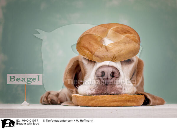 Beagle mit Lebensmittel / Beagle with food / MHO-01077