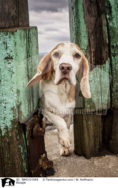 Beagle / Beagle / MHO-01084