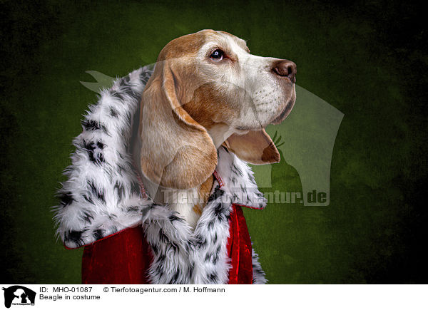 Beagle in costume / MHO-01087