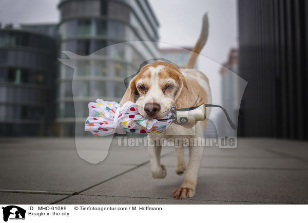 Beagle in the city / MHO-01089