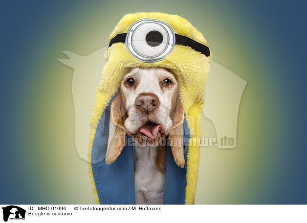 Beagle im Kostm / Beagle in costume / MHO-01090
