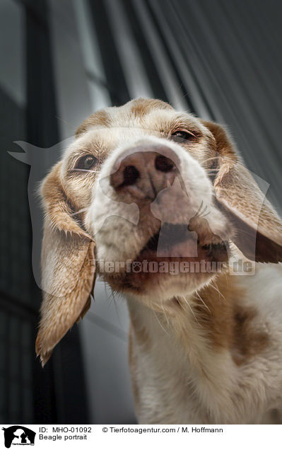 Beagle portrait / MHO-01092