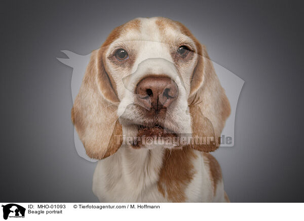 Beagle portrait / MHO-01093