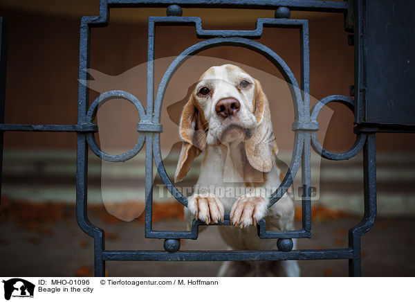Beagle in der Stadt / Beagle in the city / MHO-01096