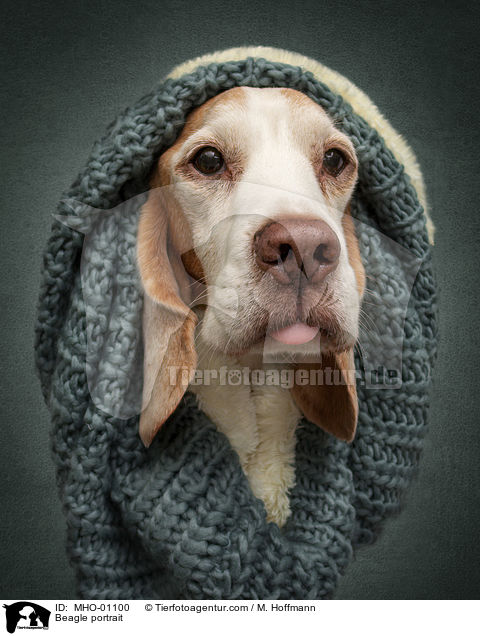 Beagle Portrait / Beagle portrait / MHO-01100