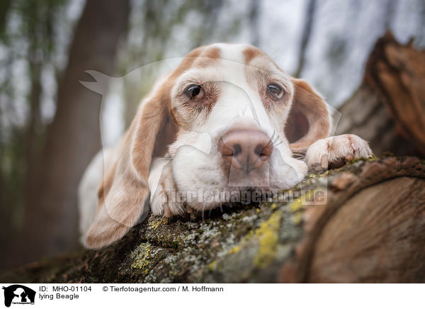 liegender Beagle / lying Beagle / MHO-01104
