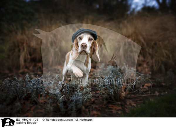 walking Beagle / MHO-01105