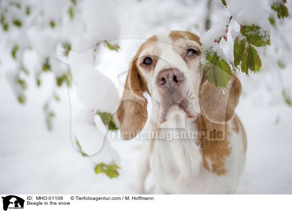 Beagle im Schnee / Beagle in the snow / MHO-01106