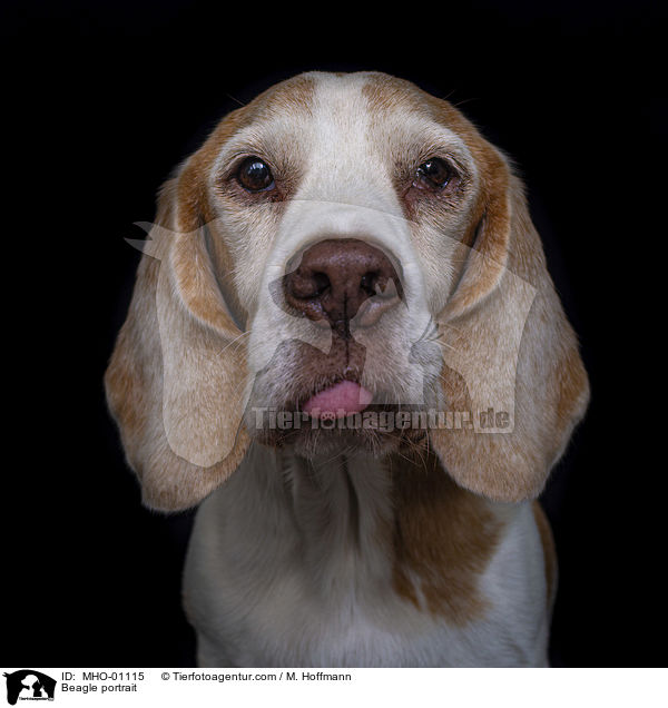 Beagle Portrait / Beagle portrait / MHO-01115