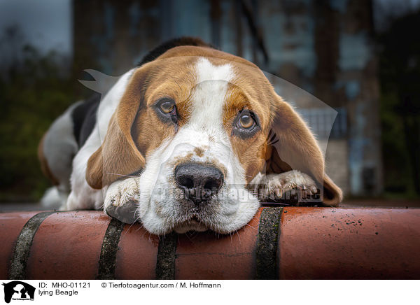liegender Beagle / lying Beagle / MHO-01121