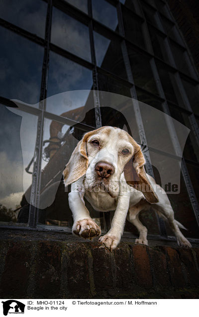 Beagle in der Stadt / Beagle in the city / MHO-01124