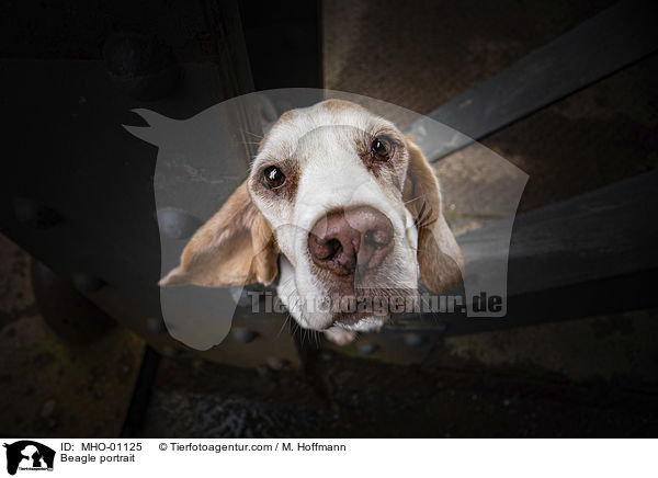 Beagle Portrait / Beagle portrait / MHO-01125