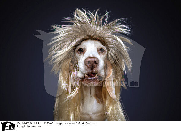 Beagle im Kost�m / Beagle in costume / MHO-01133