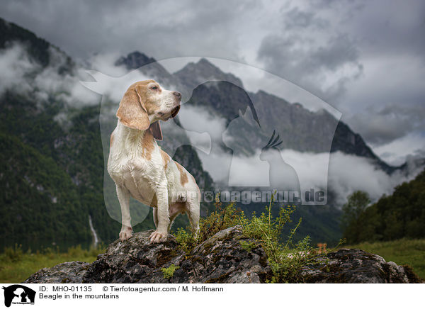 Beagle in den Bergen / Beagle in the mountains / MHO-01135