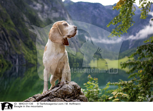 Beagle in den Bergen / Beagle in the mountains / MHO-01136