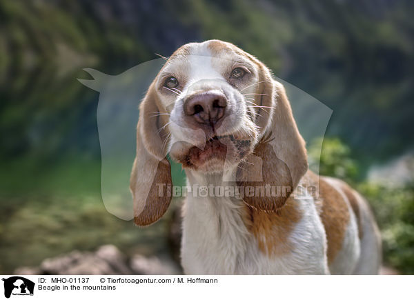 Beagle in den Bergen / Beagle in the mountains / MHO-01137