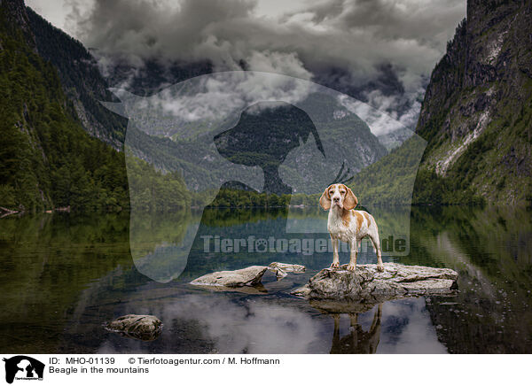 Beagle in den Bergen / Beagle in the mountains / MHO-01139
