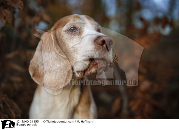 Beagle Portrait / Beagle portrait / MHO-01155