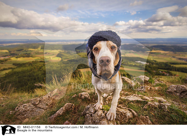 Beagle in the mountains / MHO-01158