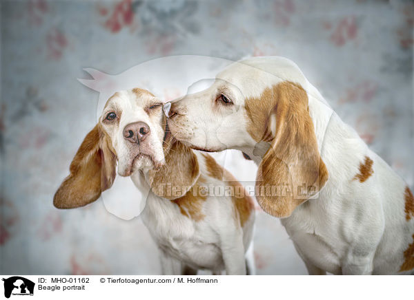 Beagle portrait / MHO-01162