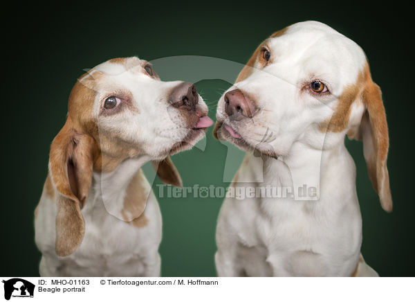 Beagle Portrait / Beagle portrait / MHO-01163