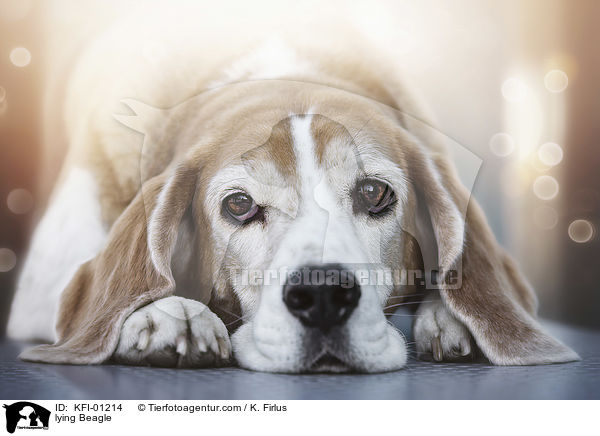 liegender Beagle / lying Beagle / KFI-01214