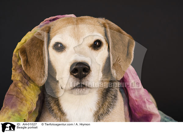 Beagle Portrait / Beagle portrait / AH-01027