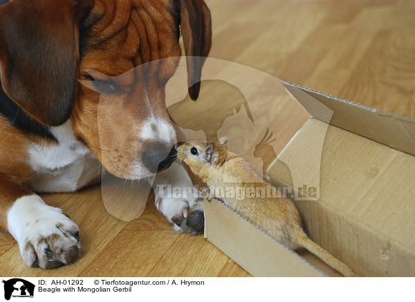 Beagle mit Mongolischer Wstenrennmaus / Beagle with Mongolian Gerbil / AH-01292