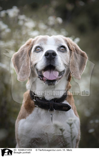 Beagle Portrait / Beagle portrait / KAM-01059