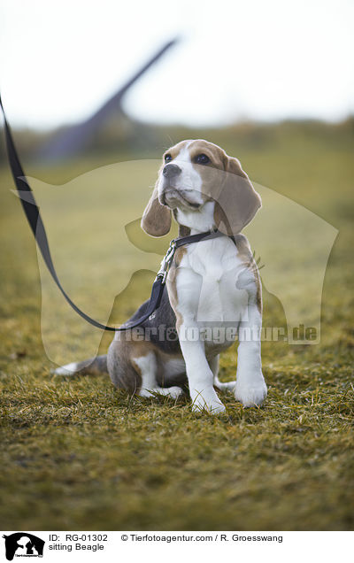 sitzender Beagle / sitting Beagle / RG-01302