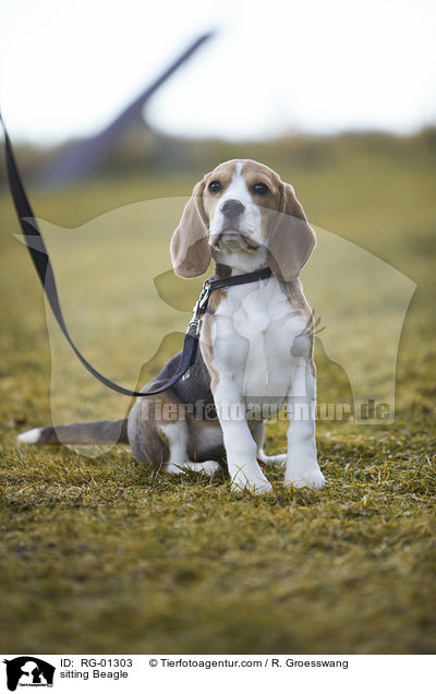 sitzender Beagle / sitting Beagle / RG-01303