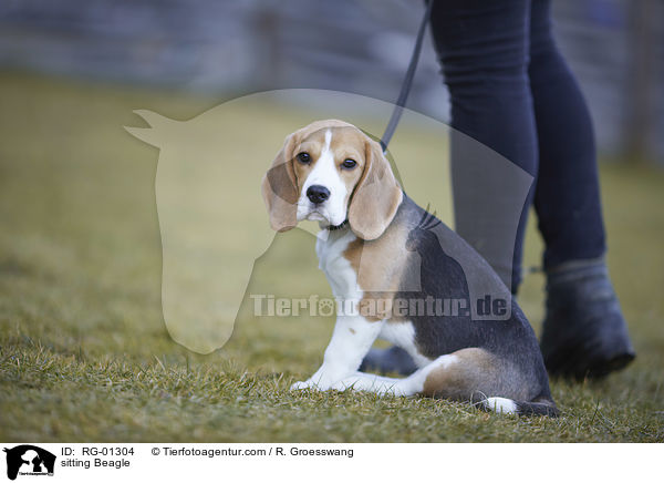 sitzender Beagle / sitting Beagle / RG-01304