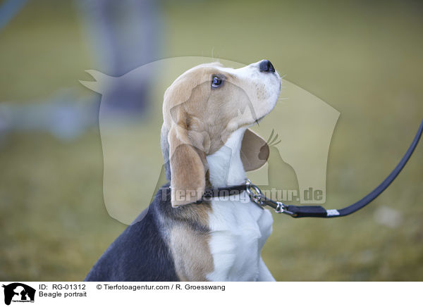 Beagle Portrait / Beagle portrait / RG-01312