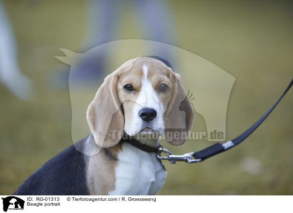 Beagle Portrait / Beagle portrait / RG-01313