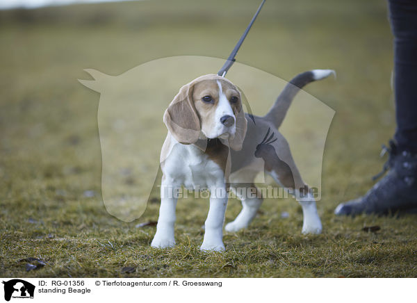 stehender Beagle / standing Beagle / RG-01356