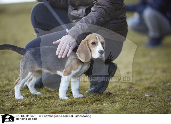 stehender Beagle / standing Beagle / RG-01357