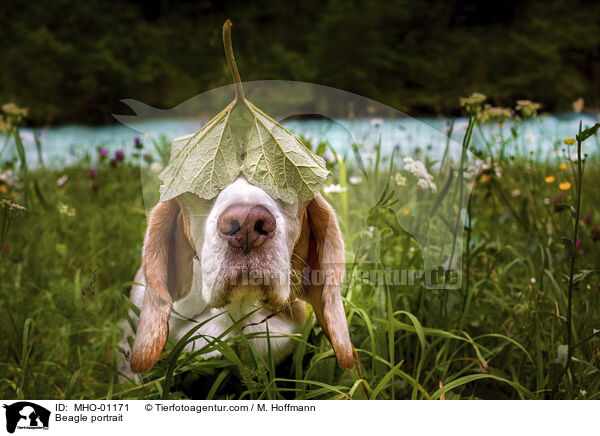 Beagle portrait / MHO-01171