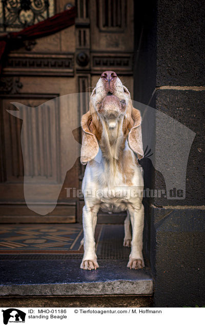 stehender Beagle / standing Beagle / MHO-01186