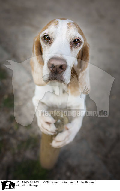 stehender Beagle / standing Beagle / MHO-01192
