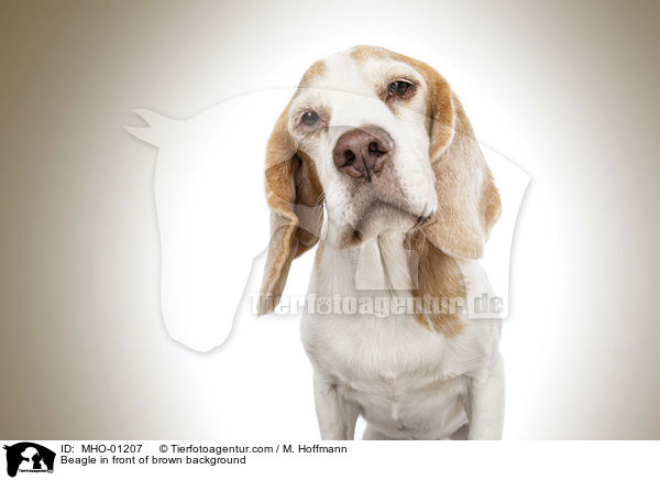 Beagle vor braunen Hintergrund / Beagle in front of brown background / MHO-01207