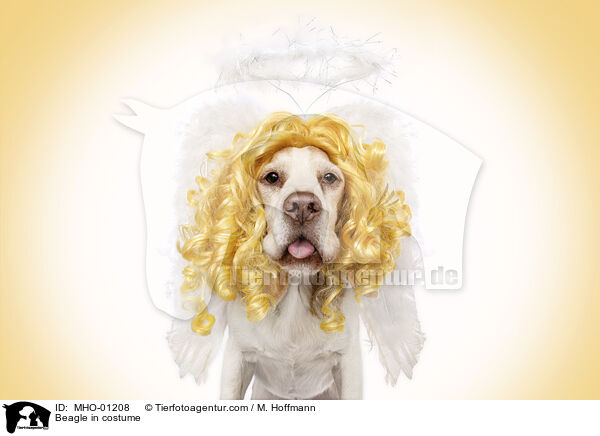 Beagle im Kostm / Beagle in costume / MHO-01208