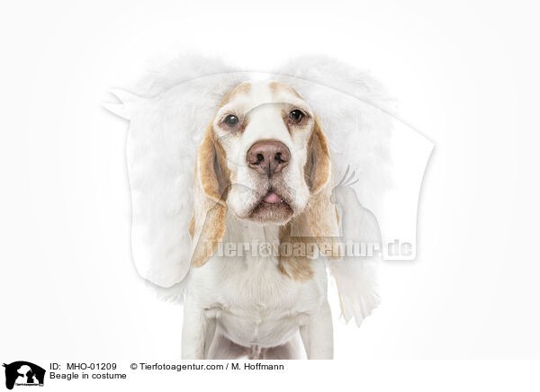 Beagle im Kostm / Beagle in costume / MHO-01209