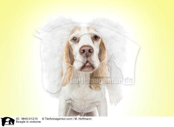 Beagle in costume / MHO-01210