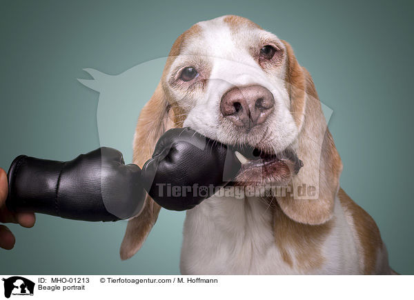 Beagle Portrait / Beagle portrait / MHO-01213