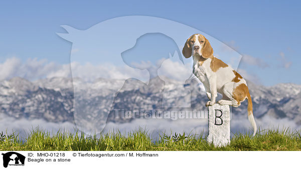 Beagle auf einem Stein / Beagle on a stone / MHO-01218