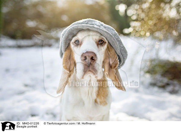 Beagle portrait / MHO-01226